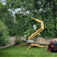 Trusted Rockmart, GA Tree Care Experts