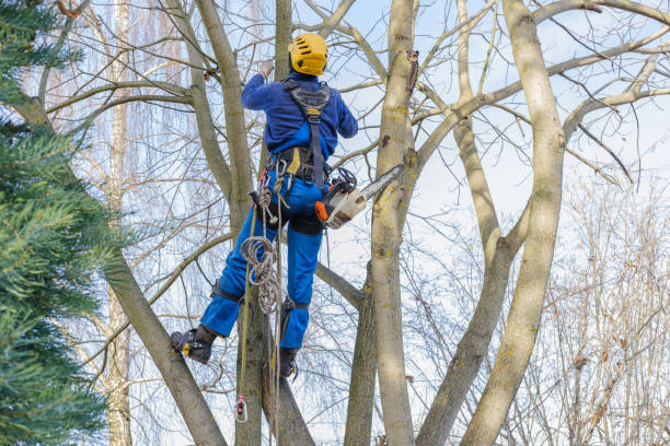 Best Arborist Consultation Services  in Rockmart, GA